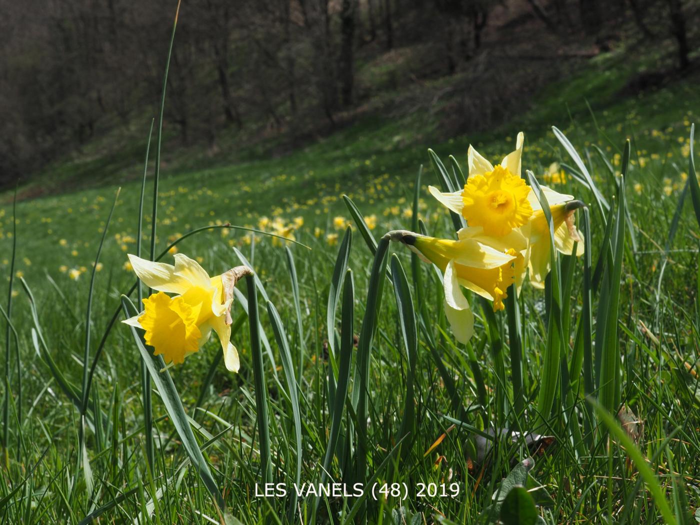 Daffodil flower